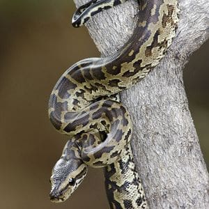 python