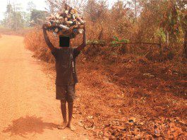 A boy carrying firewood