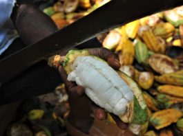 A Ghanaian cocoa farmer picks cocoa beans from a cocoa fruit with a machete on a plantation in Eastern Region, Ghana, on May 11, 2021.(Xinhua/Seth)