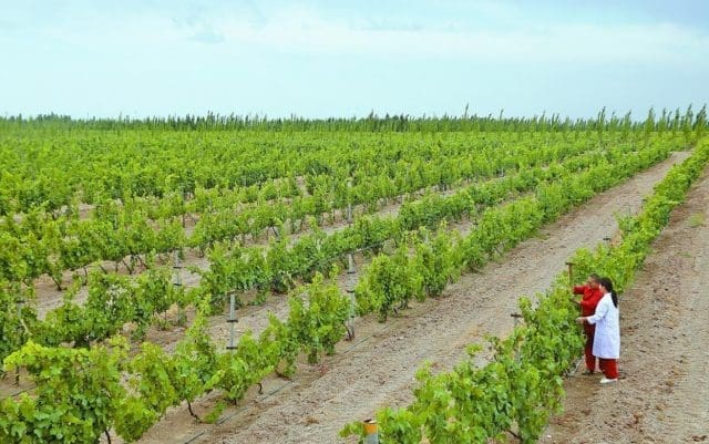 Xinjiang's Aksu builds "green miracle" on Gobi Desert - Vimarsana News