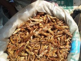 Brown locusts sold as food at a market in Nigeria.