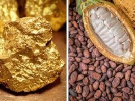 Gold Oil And Cocoa