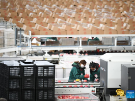 Staff members sort apples at a fruit company in Luochuan County, northwest China's Shaanxi Province, Jan. 6, 2025. Recently, Luochuan County witnessed a peak season of apple sales. Located on the Loess Plateau, the county is suitable for apple planting. In 2024, Luochuan County's apple output reached about 1.14 million tonnes. (Xinhua/Zhang Bowen)